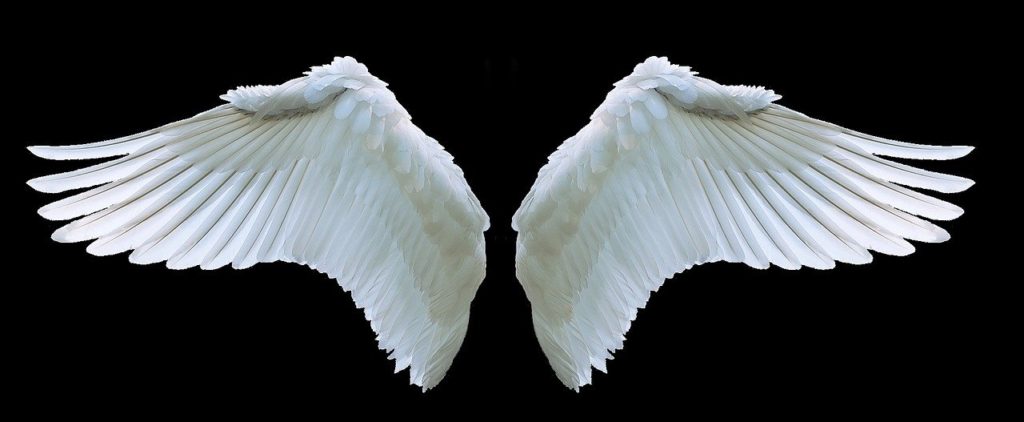 wing, angel, swan